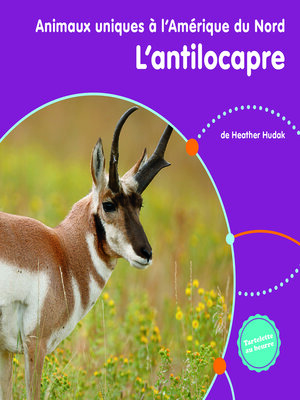 cover image of L'antilocapre